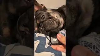 French Bulldog ASMR Up Close 🐶 | DJI Mic 3 Audio Test