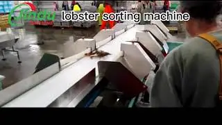 Lobster Grading Made EASY with Conveyor Belt Weight Sorting Machine