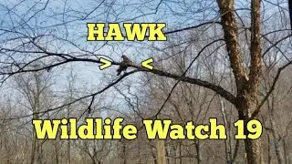 Wildlife Watch 19 Hawk | Birds Of Prey