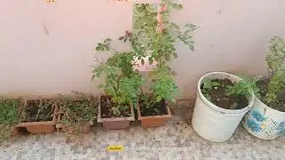 Balcony Garden is in bad condition after Home renovation 12 February 2022