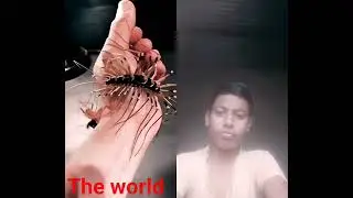 The world #animals #cat 🌎🌎😮😮