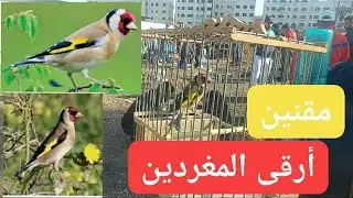 سوق القريعة للكلاب و طيور الحسون أرقى الطيور تعرف على الأثمنة في هذا المقطع Souk Quriaa casablanca