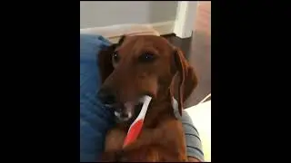 How to Brush Your Dog's Teeth Freequently For the First Time at Home ?? Dog's Brushing Best Tips !!