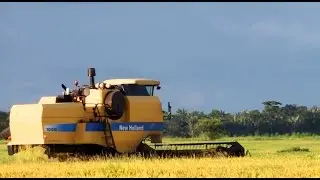 Produção de arroz no Maranhão e o projeto Salangô.