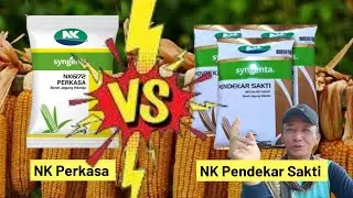 📌 NK Perkasa VS Pendekar Sakti 📌 Sebelum tanam 2 behih jagung ini,lihatlah video ini‼️