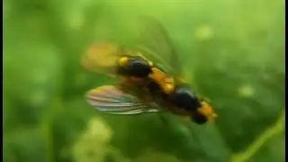 Liriomyza leaf miner flies