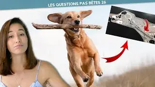 QUELS JEUX BLESSENT GRAVEMENT NOS CHIENS - LQPB 26