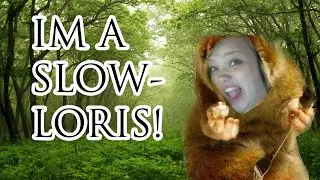 I'M A CUTE SLOWLORIS!