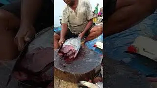 Very fresh Tuna cutting in the beach