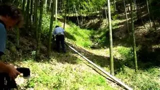 Harvesting a Bamboo Culm
