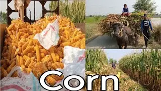 Visit hometown fields for taking corn stover to buffalo|😱 yellow corn