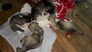 Siberian Husky pack attacks and rips intruder to pieces to protect owner. 