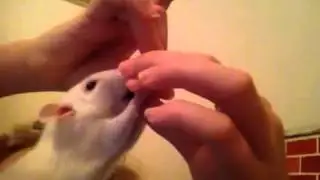 Rat eating