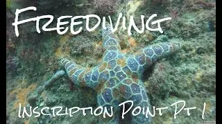 Sydney Freediving  - Inscription Point - Part 1