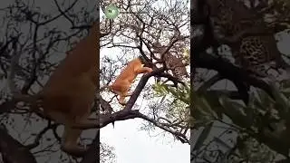 Lion Climbs Tree to Confront Leopard &mdash; You Won&rsquo;t Believe What Happens Next!