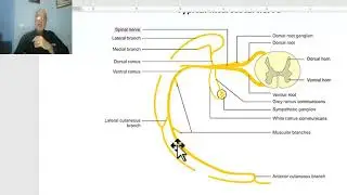 Anatomy for applied medical science(Respiratory Department) 1 (Intercostal nerves), by Dr.Wahdan