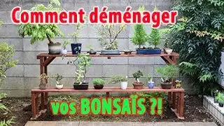 Comment déménager vos Bonsaïs et Installer un nouveau jardin