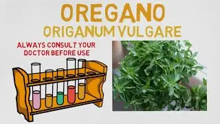 Essential Oil Breakdown: Oregano Oil! Benefits, Uses, and History (Aromatherapy)