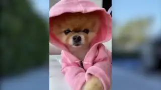 Spitz puppy.Jiffpom.The life of a cute jiffpom puppy