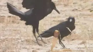 Mongoose vs Cobra vs Crows: Nature's Deadly Triangle!