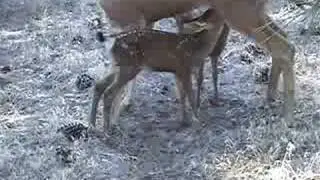 Baby Deer in the Yard
