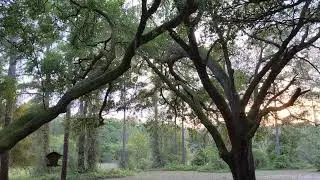 Sunset on the edge of Ocala National Forest: April 1 2022 Umatilla