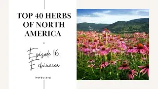 Echinacea - Top 40 Herbs of North America - Part 16