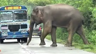 Unstoppable Giant: Wild Elephant Attacks Bus Windows for Food!