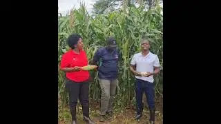 Gocha SC 727 maize season at NEW VALLEY FARM in Mazowe, Mashonaland Central Province, Zimbabwe