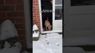 Watch this Thai street dog play in his first ever snowfall ❄️