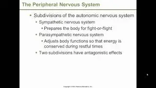 Dr. Gossett - BSC 1309 / BSC 1409, Chapter 8 pt. 2 of 2 The Nervous System