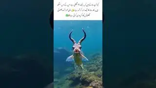 Unbelievable hybrid fish with goat horns #nature #wildlife #animals #funfacts #hybradefish#alanimals