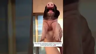 This family adopted a piglet and cared for it with all their love.