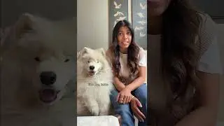 Пора расстаться с тем парнем&hellip; и полностью отдаться PetSmart 📦 #petsmart #dog #ad