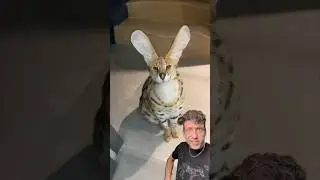 The Serval is CRAZY
