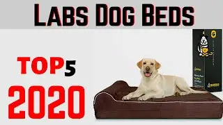 Best Dog Beds For Labs 2020(Update Products)  | Bed For Large Dogs.
