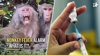Monkey Fever Cases Rise In India - How Does It Spread, Symptoms And Prevention