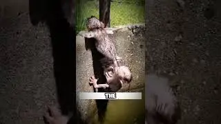 The Heartwarming Monkey Rescue: Teamwork and Friendship in Action! #shorts #short