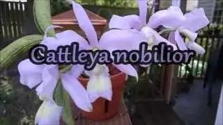 Cattleya nobilior