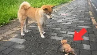 【保護猫】散歩中の愛犬が「ここから動かない」と訴え、勝手に泥だらけの子猫を家族にしてしまいました【感動する話】