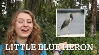 THE SILENT PREDATOR | Little blue heron | florida birds | Wild Wednesday!!