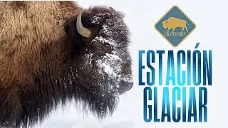 Bizonte, Levy Andree - Estación Glaciar (Official Music Video)