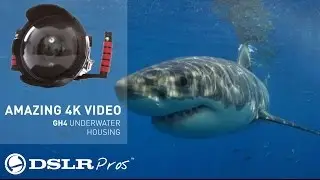 AMAZING Video from Ikelite Underwater GH4 Housing | DSLRPros Andy Casagrande