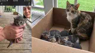 Stray Cat Brought Her Kittens to His Porch One by One — The Last One LEFT HIM SHAKING