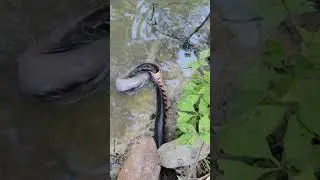 mudsnake versus amphiuma (5)