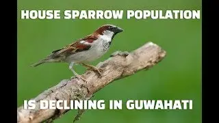 House Sparrow Population is Declining And Shelter Space is One of the Reasons - G Plus News