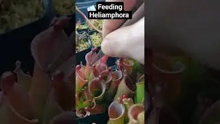 Feeding Heliamphora #carnivorousplants #nature #plants #houseplants