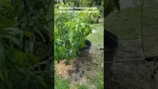SPRAYING KELP ON MY PLANTS! #garden #shorts #tree #organic #organicfertilizer