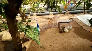 Pavoneando
