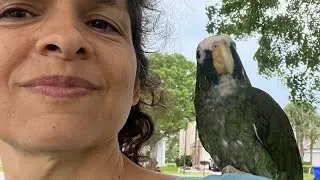 Great Apartment #Parrot: Pionus Spotlight #parrot_bliss